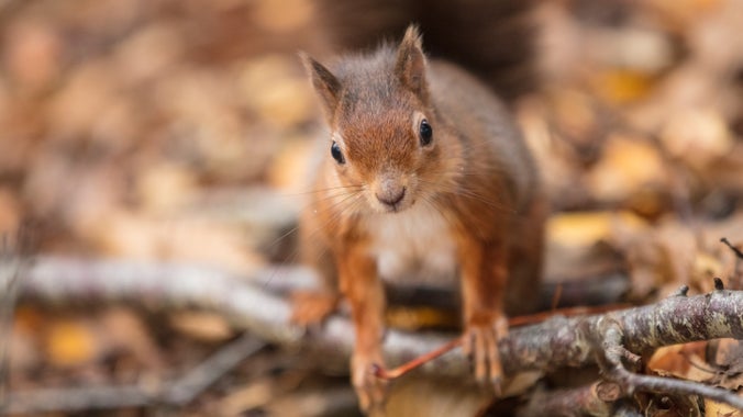 A close up of a red squirrel on a branch on the floor of woodland on Brownsea Island, Dorset